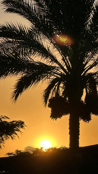 Gartenanlage Desert Rose