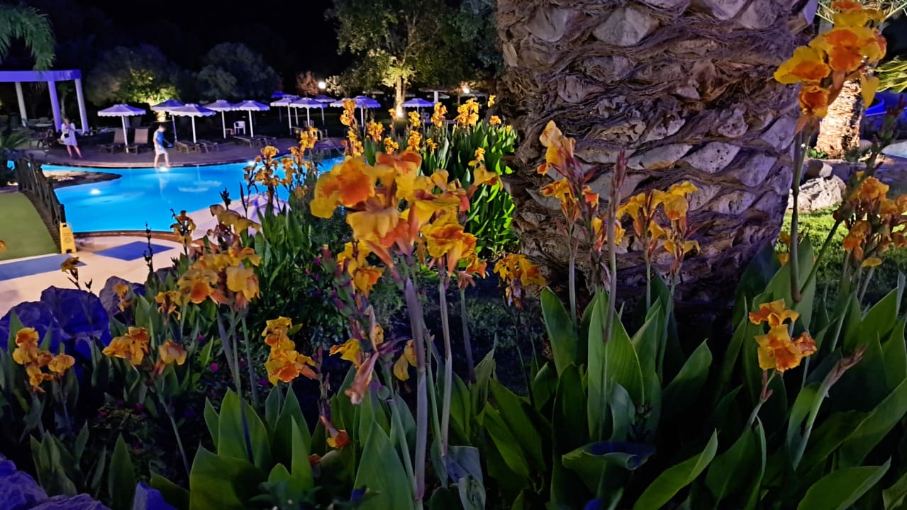 Gartenanlage Hotel Calypso Beach