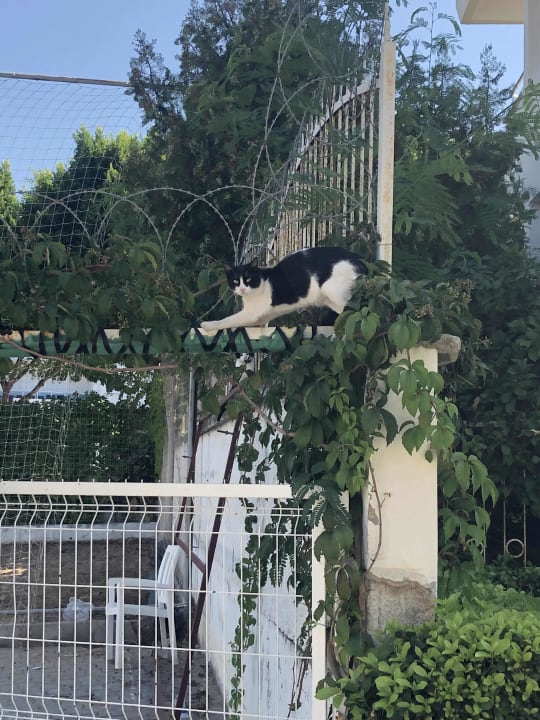 Sonstiges Dream Family Club