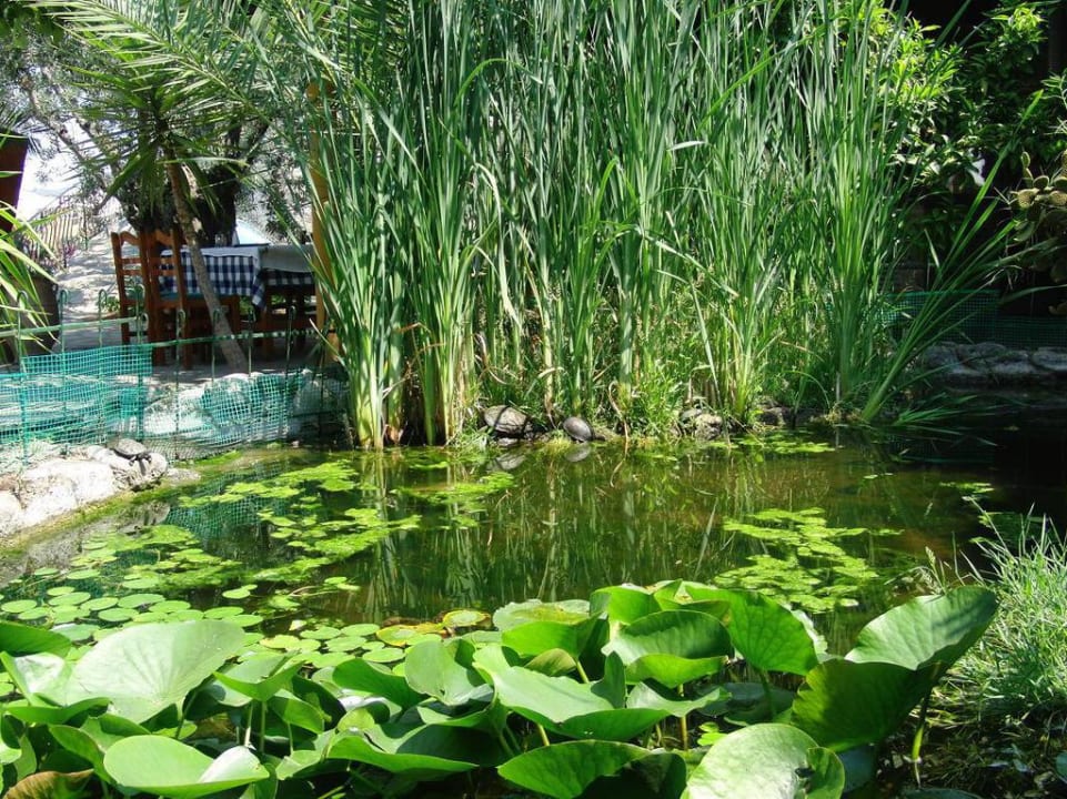 Geranion Village, Nikiti  Hotel Geranion Village