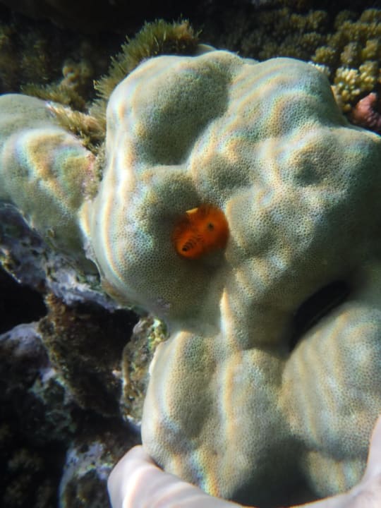 Sport & Freizeit Three Corners Equinox Beach Resort