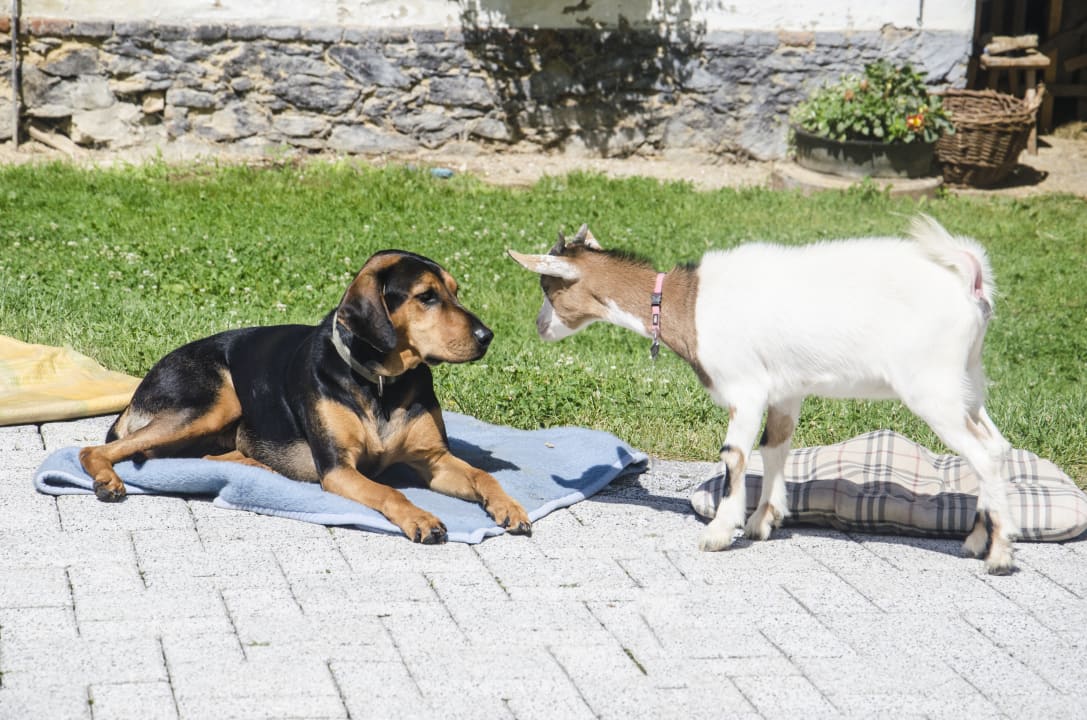 Sonstiges Ferienwohnungen Ofenmacherhof