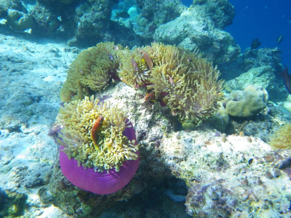 Korallen am Aussenriff Kuredu Island Resort & Spa