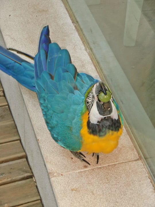 Papagei vor dem Wintergarten Hotel Quinta Das Murtas