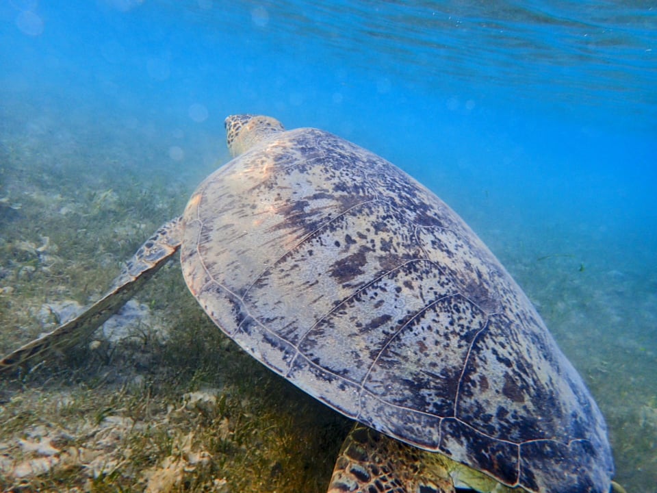 Sport & Freizeit Shams Alam Beach Resort