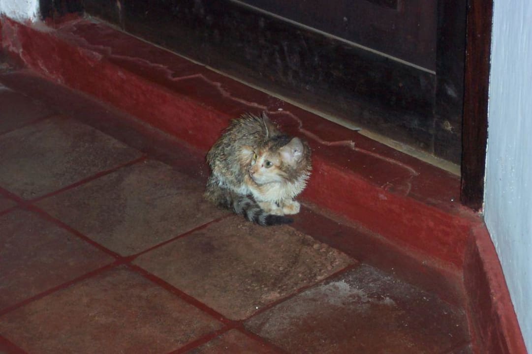 Katze Hotel Koggala Beach