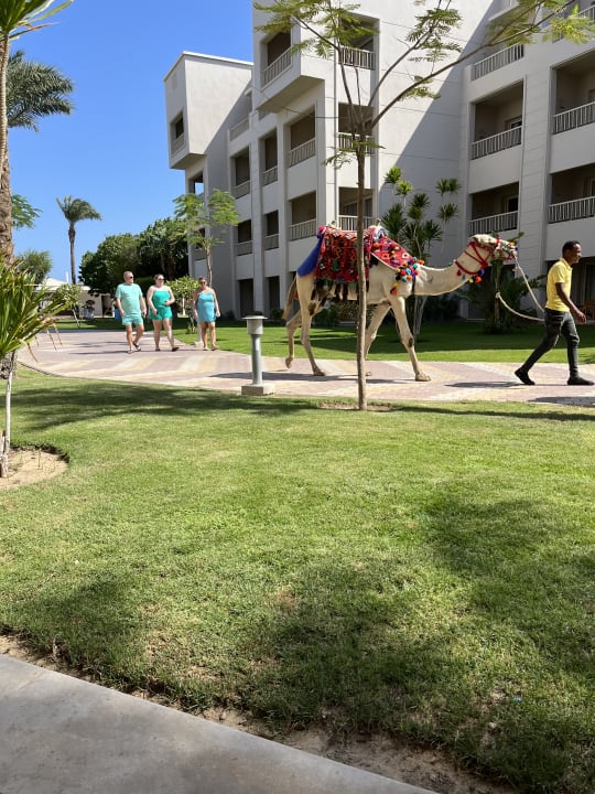 Gartenanlage Jaz Soma Beach