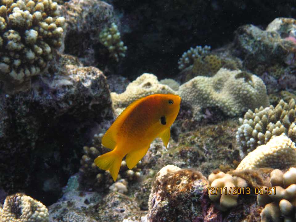 Ноябрь 2013 Pickalbatros Citadel Resort