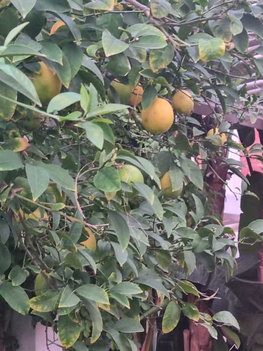 Gartenanlage Royal Taj Mahal Hotel