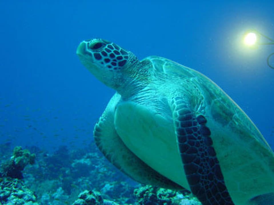 Schildi Summer Island Maldives