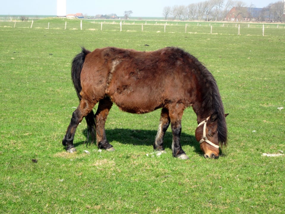 Pony Lilly Ferienhof Seefeld