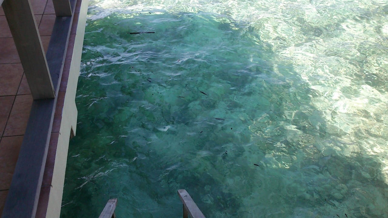 Baumüll im Wasser Villa Park Sun Island