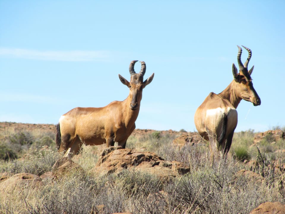 Auf dem Rundweg durch den NP Hotel Karoo National Park Unterkünfte