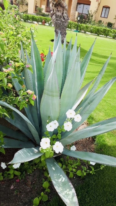 Sonstiges Steigenberger Coraya Beach - Adults only