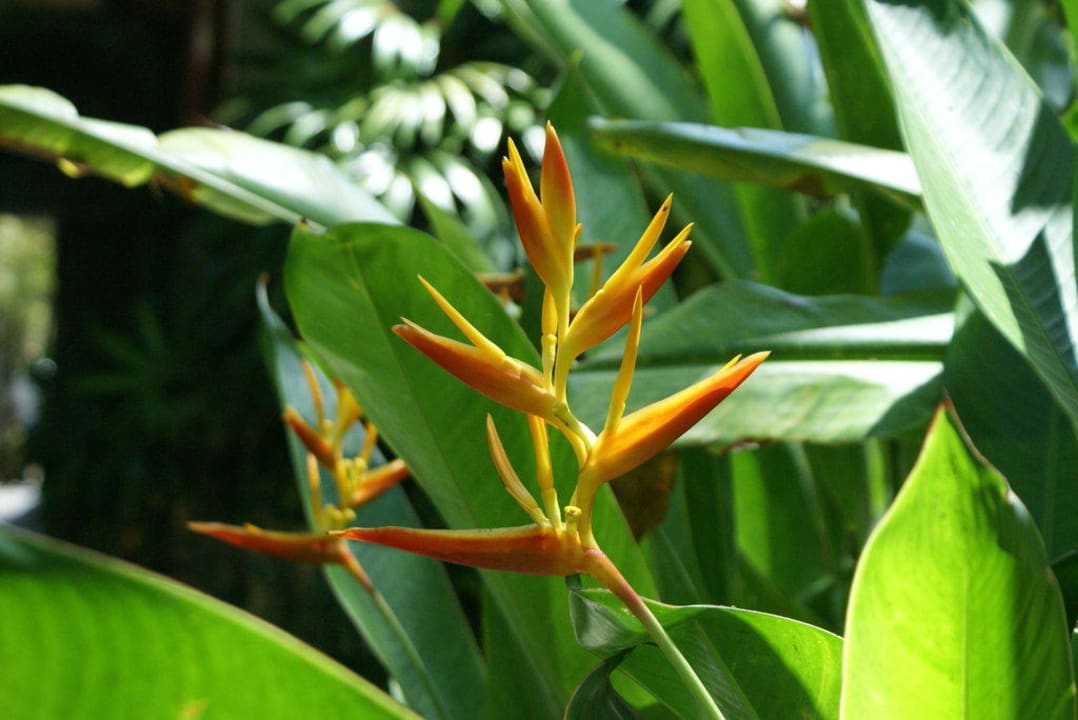 Gartenimpression Puri Santrian