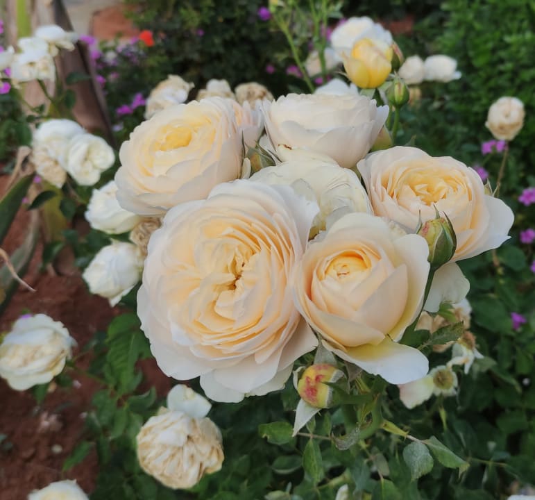 Gartenanlage Hotel Ariadne Beach