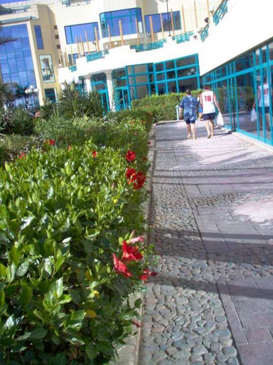 Hibiskussträucher vo dem Restaurant Moreno Horizon Spa & Resort