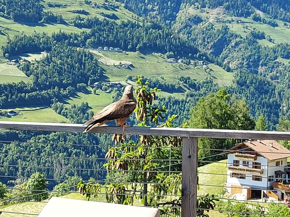 Ausblick Hotel Panorama