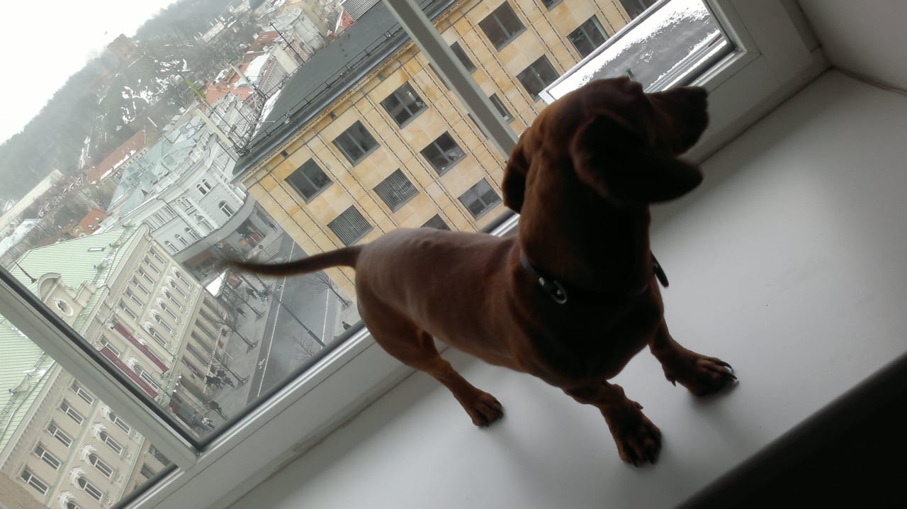 Pet friendly hotel Hotel Novotel Vilnius