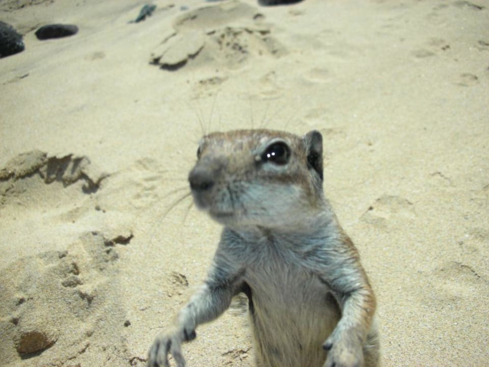 Hörnchen SBH Club Paraiso Playa