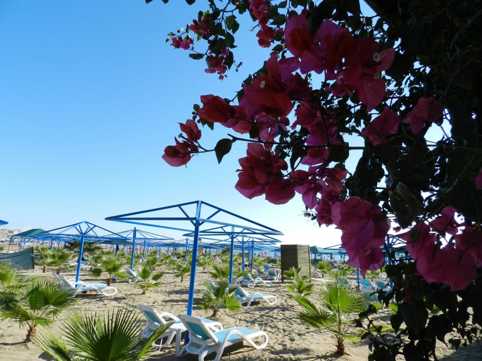Hotelstrand im November Paloma Oceana