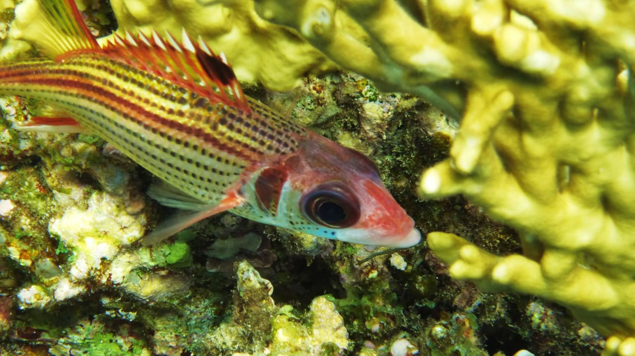 Hotel Lahami Bay  Blutfleckhusar Lahami Bay Beach Resort