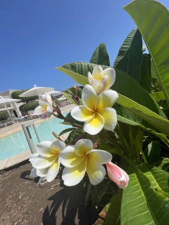 Gartenanlage Iberotel Casa Del Mar Resort