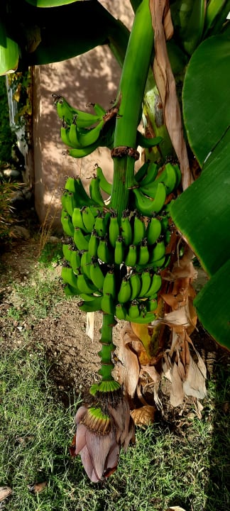 Gartenanlage Seaden Sea World Resort & Spa