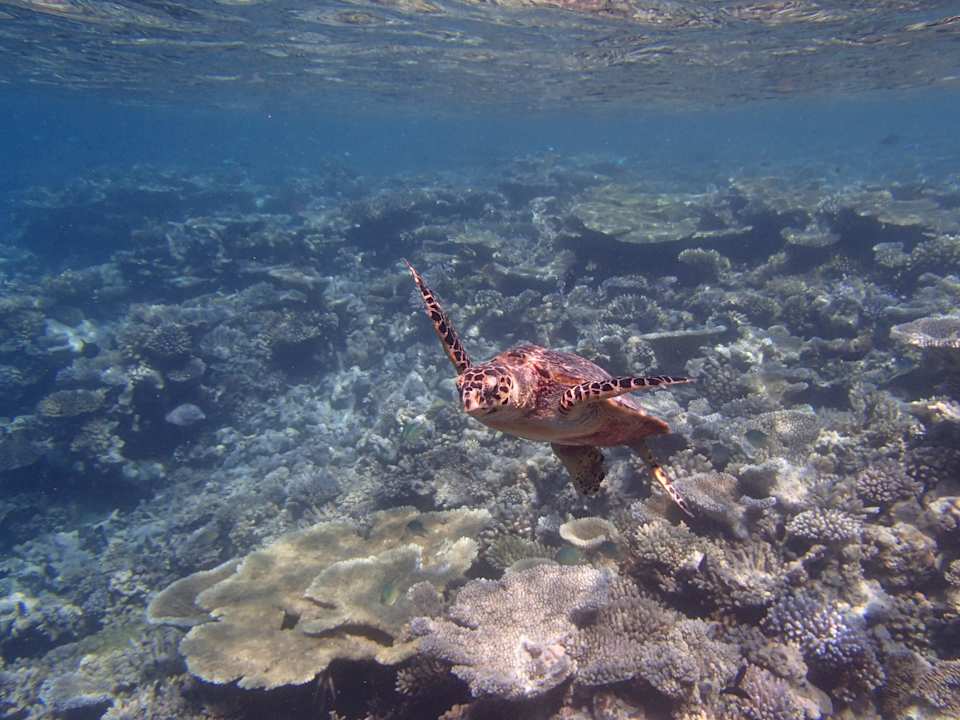 Dude beim 2 Reef Snorkeling Meeru Maldives Resort Island