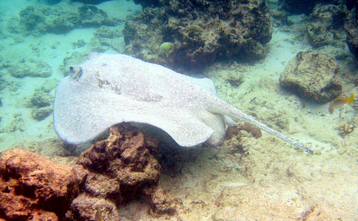 Rochen Dreamland The Unique Sea & Lake Resort / Spa