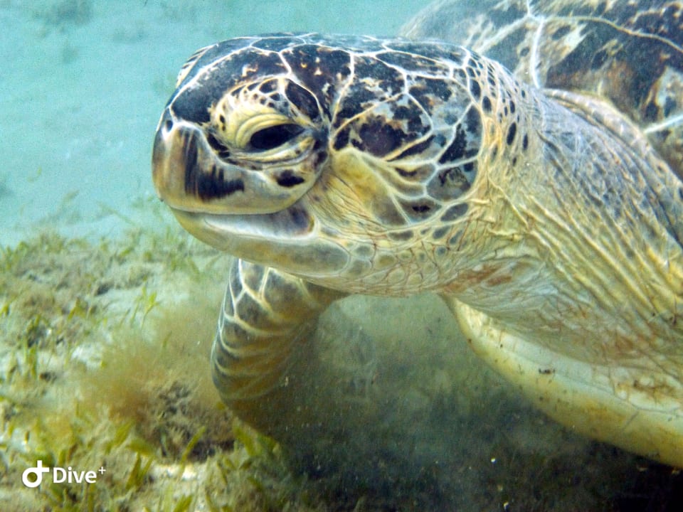 Strand Shams Alam Beach Resort