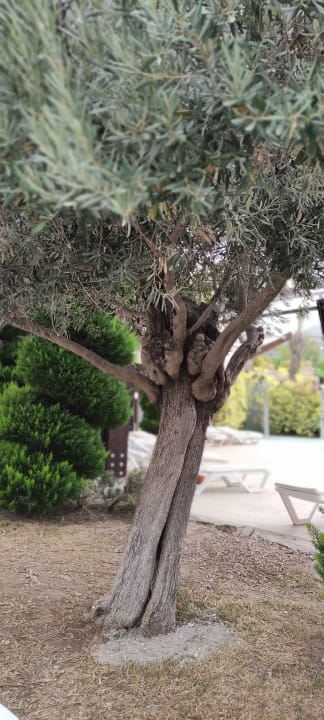 Gartenanlage Saturn Palace Resort Hotel