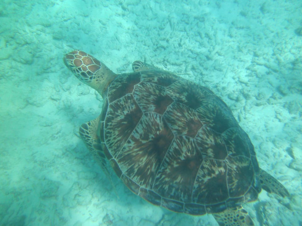 Meeresbewohner Kuredu Island Resort & Spa