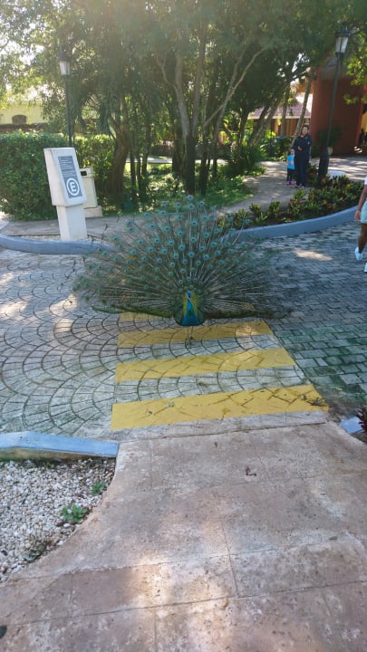 Sonstiges Iberostar Waves Paraiso Beach