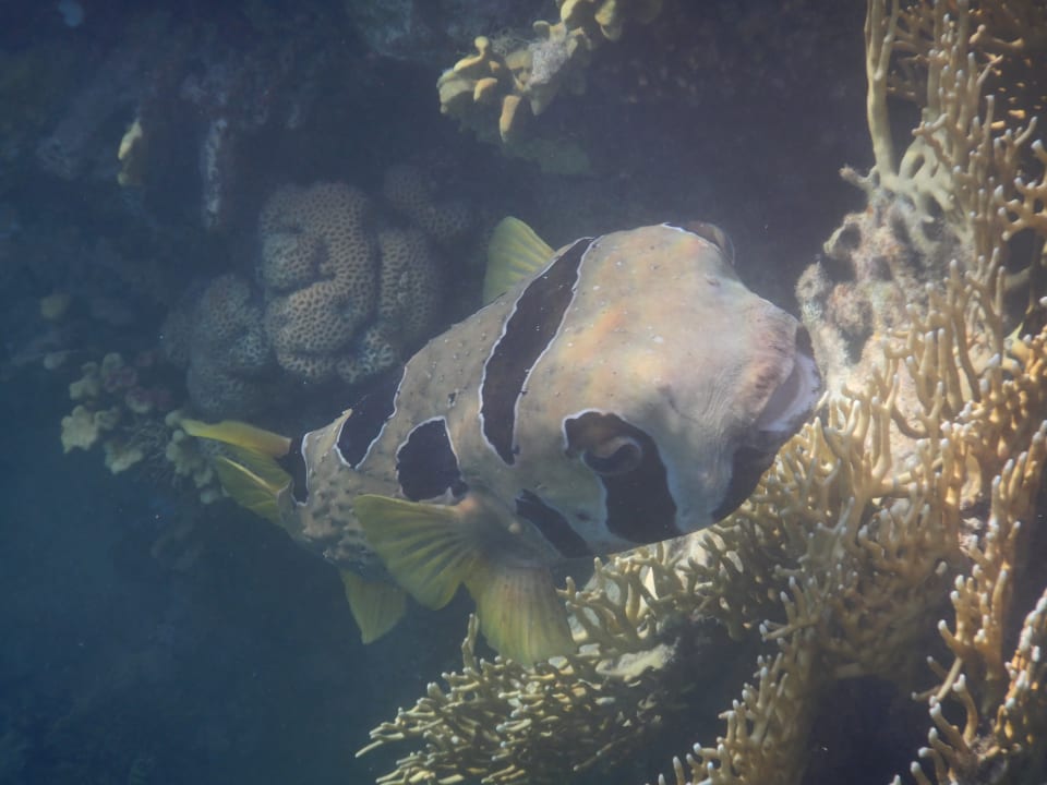 Sport & Freizeit Steigenberger Coraya Beach - Adults only