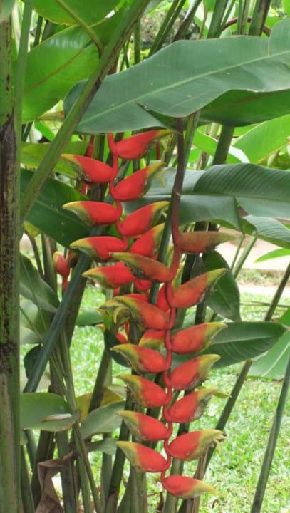 Hotel Koggala Beach Hotel Koggala Beach