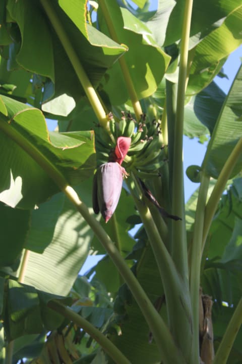 Bananowiec Hotel Golden Odyssey