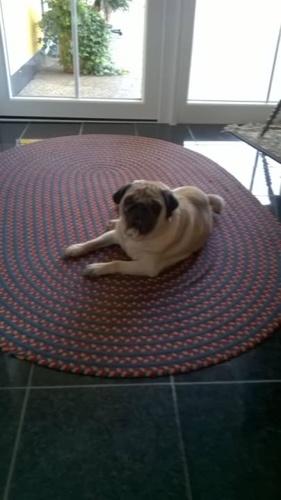 Wachhund  Pension Haus am Kadernberg