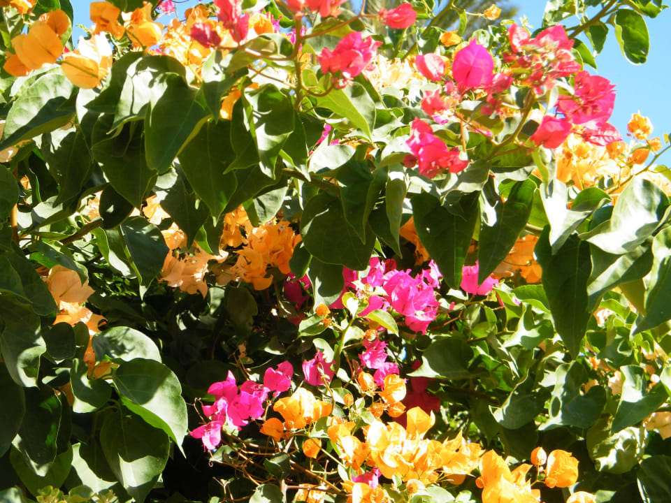 Einfach nur schön SBH Costa Calma Beach Resort