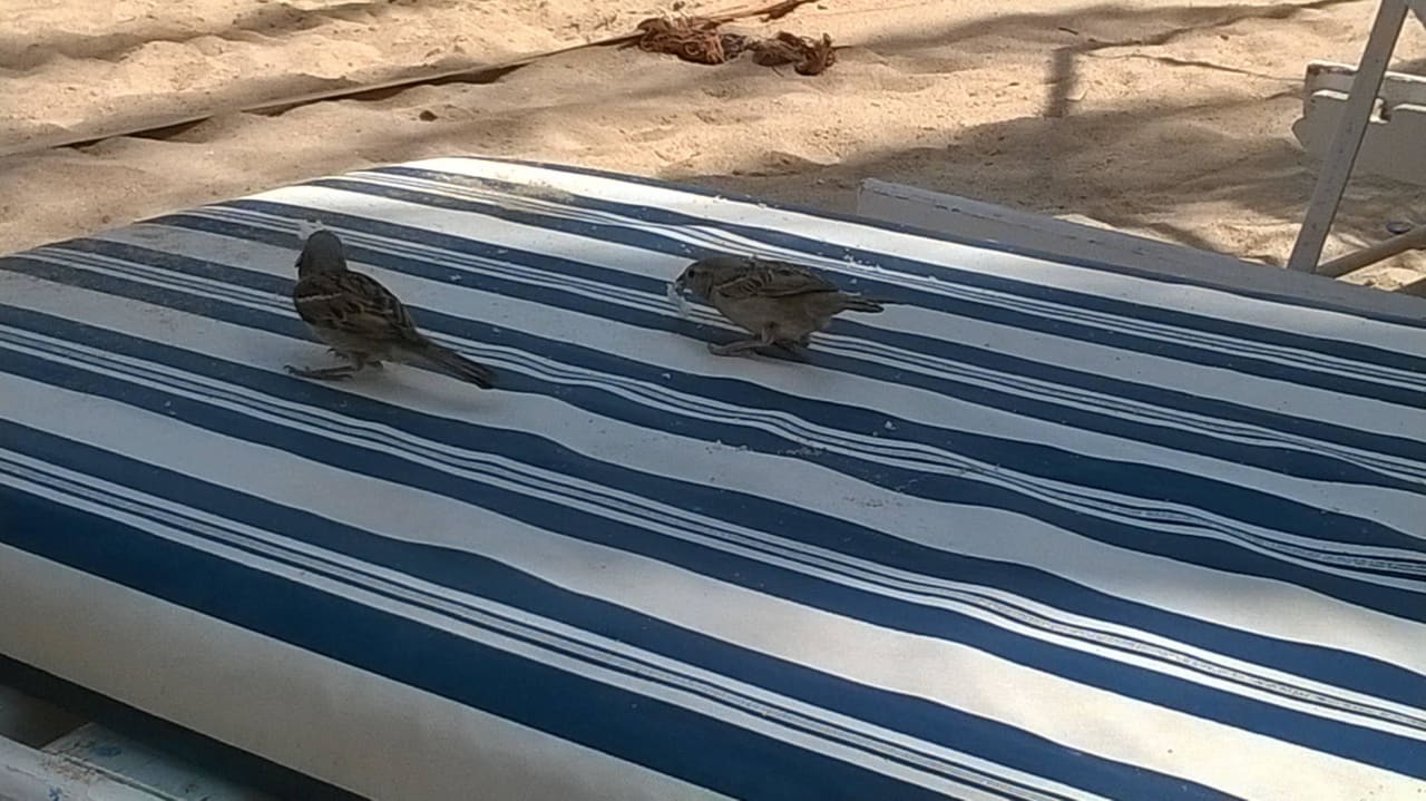 Завсегдатаи пляжа Marlin Inn Azur Resort