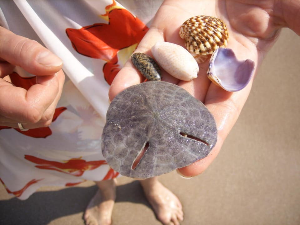 Schätze vom Strand Hotel Le Meridien Al Aqah Beach Resort