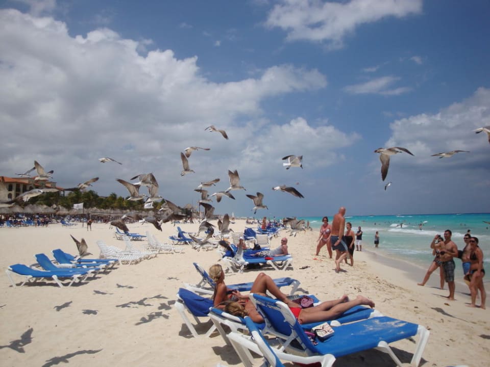 Möven werden gefüttert Sandos Playacar Beach Resort