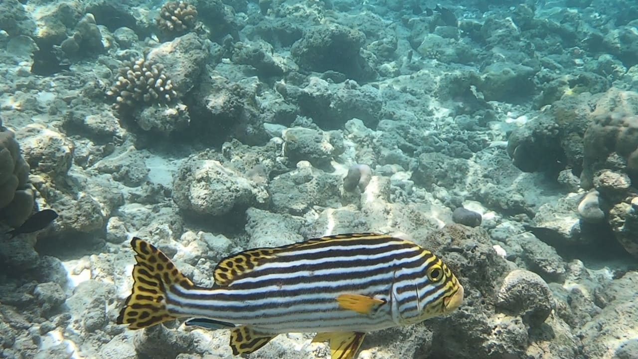 Sport & Freizeit NH Collection Maldives Reethi Resort