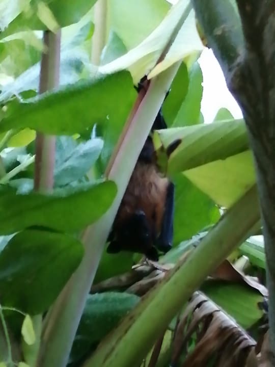 Sonstiges Innahura Maldives Resort