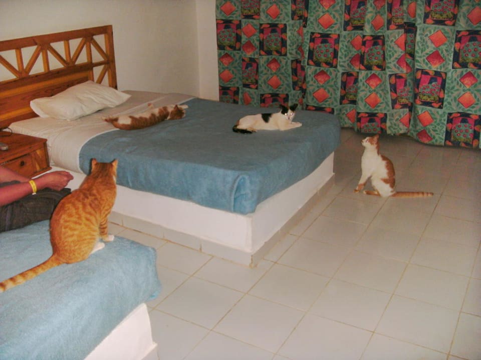 Katzen wachen über unser Zimmer Utopia Beach Club