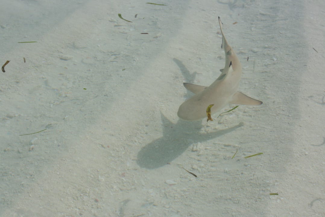 Im Wasser vor unserem Bungi Kuredu Island Resort & Spa
