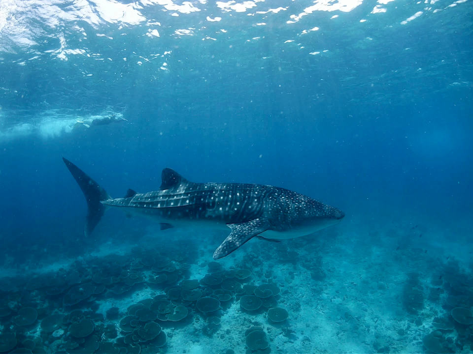 Sport & Freizeit Angsana Velavaru