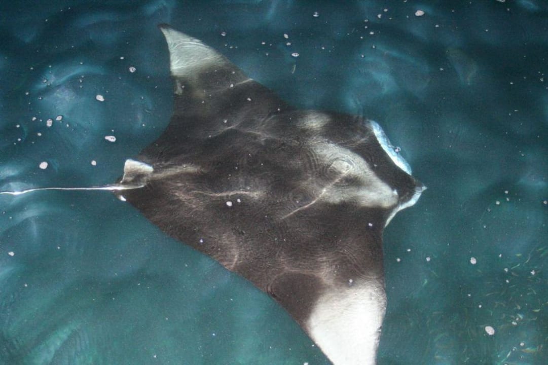 manta di sera sotto al pontile Sun Siyam Olhuveli