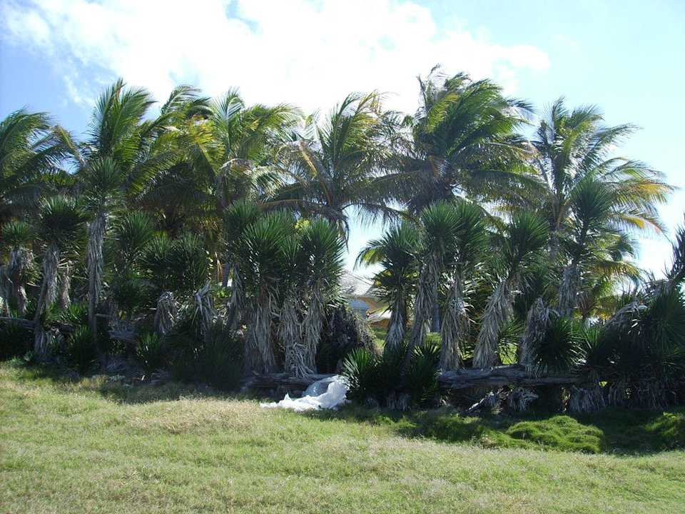 Palmen Melia Las Antillas - Adults only