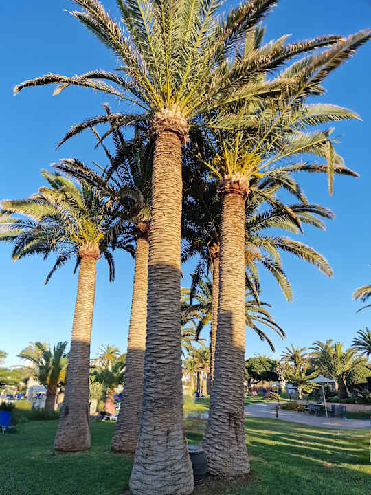 Gartenanlage Anissa Beach & Village